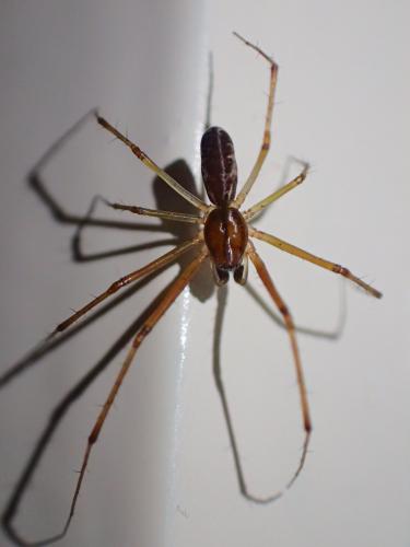 Réf. 221 348 : Linyphia triangularis